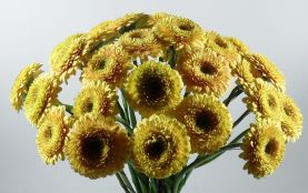Gerbera klein, Germini gefüllt