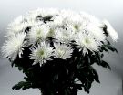 weiße Chrysantheme Anastasia